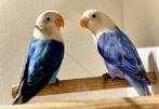 Mooie Jonge Agapornis Fischeri, Meerdere dieren, Dwergpapegaai of Agapornis, Geringd