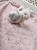 7 Gezonde mini-lop schattige hangoor Ras konijntjes., Dieren en Toebehoren, Konijnen, Meerdere dieren, Dwerg, Hangoor, 0 tot 2 jaar
