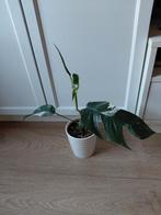 Epipremnum Pinnatum Variegata, Ophalen of Verzenden, Halfschaduw, Minder dan 100 cm