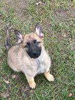 Mechelse herder pup teefje, Dieren en Toebehoren, Honden | Herdershonden en Veedrijvers, Parvo, België, Fokker | Hobbymatig, 8 tot 15 weken