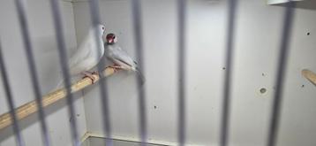 Rijstvogels beschikbaar voor biedingen