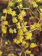 **ACTIE** Cornus Mas, Geel bloeiende Kornoelje inheems, Tuin en Terras, Planten | Struiken en Hagen, Ophalen of Verzenden, Overige soorten