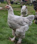 3 jonge brahma hanen gratis af halen, Mannelijk, Kip