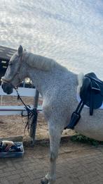 Bomproof PRE 14 jaar oud alle papieren, Dieren en Toebehoren, Paarden, Gechipt, Ruin, 170 tot 175 cm, 11 jaar of ouder