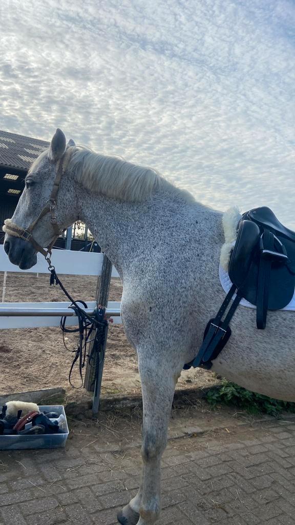 Bomproof PRE 14 jaar oud alle papieren, Dieren en Toebehoren, Paarden, Ruin, 170 tot 175 cm, 11 jaar of ouder, Recreatiepaard