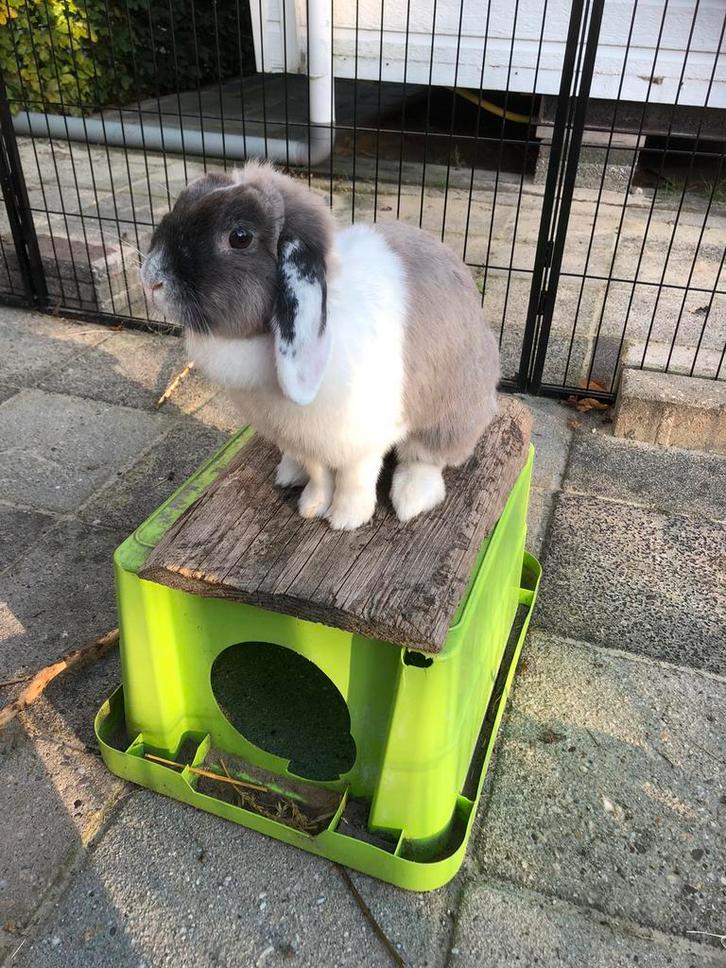 Mooie nhd voedster te koop, Dieren en Toebehoren, Konijnen, Dwerg, Vrouwelijk