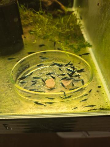TK: Neocaridina Davidi Blue Velvet garnalen (blauw) beschikbaar voor biedingen