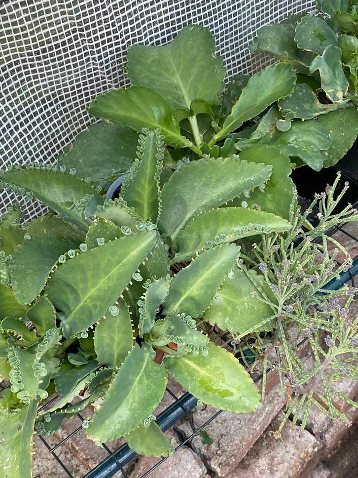 Kananchoë Bommenwerper Plant, Huis en Inrichting, Kamerplanten, Vetplant, Minder dan 100 cm, Groene kamerplant, Halfschaduw, In pot