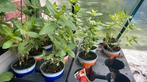 Zinnia groot. Reuzen van california mix, Tuin en Terras, Planten | Tuinplanten, Overige soorten, Volle zon, Eenjarig, Ophalen of Verzenden