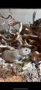 Steppelemmingen (woelmuizen) 4 stuks incl terrarium, Dieren en Toebehoren, Knaagdieren, Juli, Mannelijk, Muis
