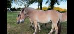 2,5 jr fjord ruin, Dieren en Toebehoren, Ruin, 0 tot 2 jaar, Onbeleerd, Recreatiepony