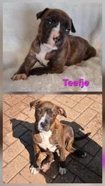 Nog 2 prachtige teefjes American XL Bully pups, Dieren en Toebehoren, Honden | Bulldogs, Pinschers en Molossers, Overige rassen