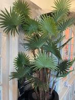 NIEUWE HOGE KUNST PALMBOOM KUNSTBOOM ESDOORN, Ophalen, Binnen, Pietseweg 13A Oud Gastel, Info@ptmd.nl