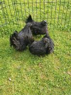 Chabo zwartkop kippen te koop., Dieren en Toebehoren, Pluimvee, Meerdere dieren, Kip