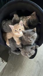 Kittens aangeboden, Dieren en Toebehoren, Katten en Kittens | Overige Katten, Meerdere dieren