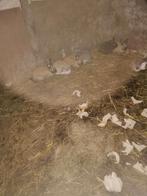 Te koop konijnen., Dieren en Toebehoren, Meerdere dieren