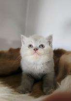 Brits korthaar kittens met stamboom, Dieren en Toebehoren, Katten en Kittens | Raskatten | Korthaar, Meerdere dieren, Gechipt