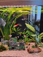 Sumatraan en zwaarddragers, Dieren en Toebehoren, Vis