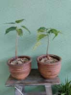 Bodhiboom bonsai 2x, Ophalen, Ficus, Halfschaduw, Minder dan 100 cm