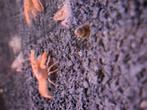 Cpo kreefjes., Dieren en Toebehoren, Vissen | Aquariumvissen, Vis