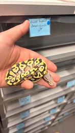 1.0 Mojave pastel desert ghost ball python, Dieren en Toebehoren, Reptielen en Amfibieën