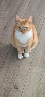 Dringend een forever home gezocht, Dieren en Toebehoren