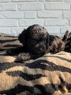 Boompoo pups, boomer x toy poedel, Nederland, Overige rassen, CDV (hondenziekte), 8 tot 15 weken