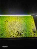 Drijfplantjes, Dieren en Toebehoren, Ophalen, Plant(en), Steen of Hout