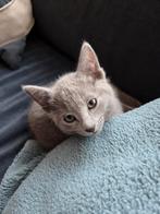 Russisch blauw poesje ( geb 3-12-2025, Poes