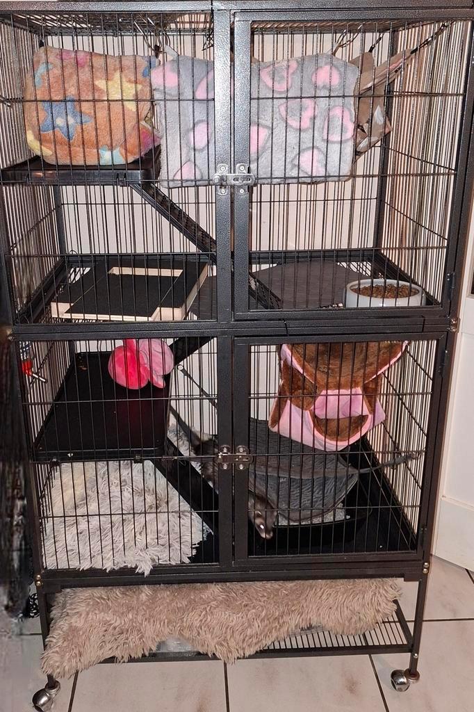 2 Fretten  vrouwtjes met kooi  en speelgoed, Dieren en Toebehoren, Knaagdieren en Konijnen | Hokken en Kooien, Zo goed als nieuw