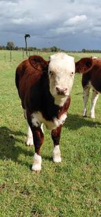 Brandrode stier kruising runderen rund brandrood en blaarkop, Ophalen