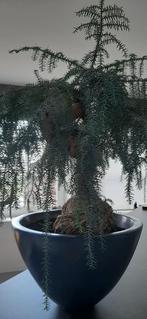 Araucaria Bonsai plant met pot koper kleur, Ophalen, Halfschaduw, In pot, Minder dan 100 cm