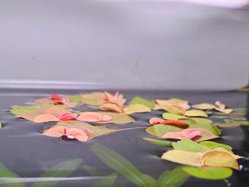 Phyllanthus fluitans (red root floaters) - ook verzenden

 beschikbaar voor biedingen