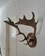 Mooi Compact Damhert Gewei Taxidermie Mancave f17, Ophalen, Gebruikt, Hert, Gewei of Kop