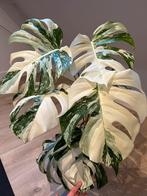 Monstera Albo Variegata #3 – Mature & 8 Well-Marbled Leaves, Ophalen, Halfschaduw, Minder dan 100 cm