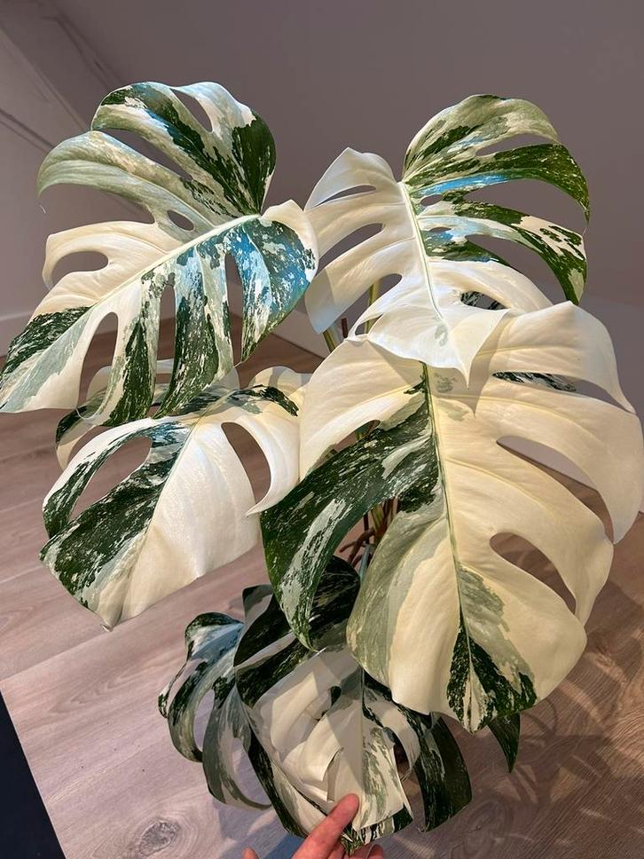 Monstera Albo Variegata #3 – Mature & 8 Well-Marbled Leaves, Huis en Inrichting, Kamerplanten, Minder dan 100 cm, Halfschaduw