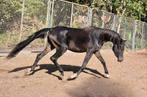 Verschillende paarden, Dieren en Toebehoren, Pony's, Merrie, Gechipt