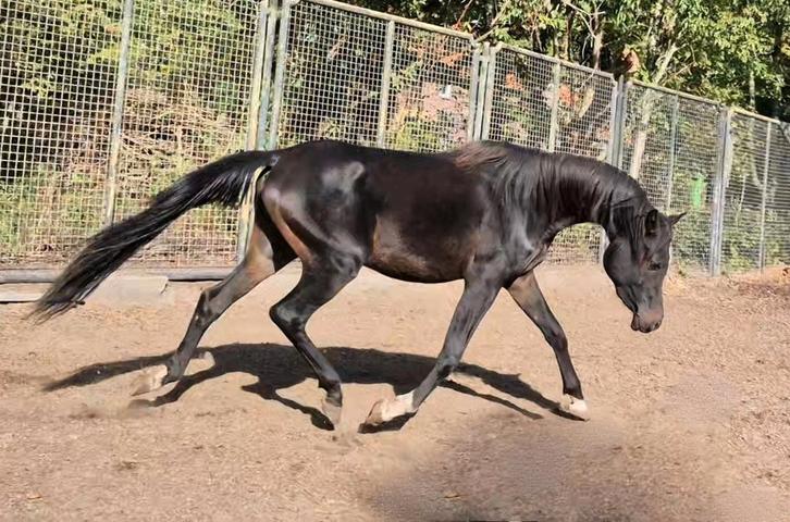 Verschillende paarden, Dieren en Toebehoren, Pony's, Merrie, Gechipt, Ontwormd, Ingeënt