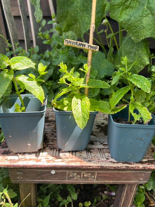 Biologische Marokkaanse Munt. Goed geworteld Mentha Moroccan, Tuin en Terras, Planten | Tuinplanten, Vaste plant, Kruiden, Halfschaduw