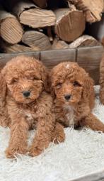 Labradoodle, Parvo, Nederland, Overige rassen, 8 tot 15 weken