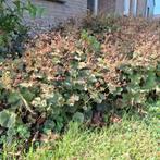 Vrouwenmantel - Alchemilla mollis, Ophalen, Bodembedekkers, Vaste plant, Halfschaduw