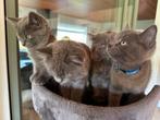 Prachtige Ragdoll  Britse Korthaar kittens (nog 1 bsb!), Dieren en Toebehoren, Katten en Kittens | Raskatten | Korthaar, Meerdere dieren
