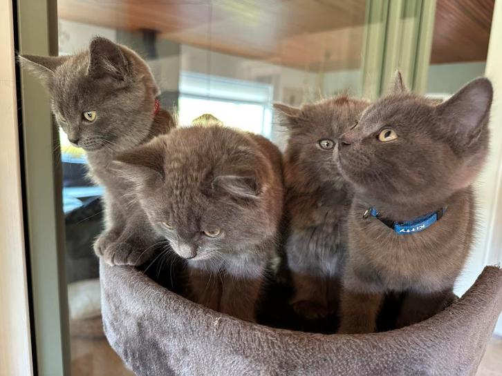 Prachtige Ragdoll  Britse Korthaar kittens (nog 1 bsb!), Dieren en Toebehoren, Katten en Kittens | Raskatten | Korthaar, Meerdere dieren