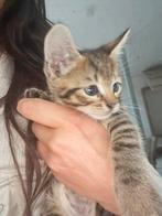 Baby boeren kittens, Dieren en Toebehoren, 0 tot 2 jaar
