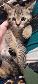 Mooie katten, Meerdere dieren, 0 tot 2 jaar