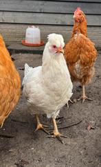 Schijndelaar kippen, gekleurde eieren, Dieren en Toebehoren, Pluimvee, Meerdere dieren, Kip