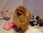 Mini Orange Teefje Pomeriaan/Pomeranian FCI stamboom, Dieren en Toebehoren, 15 weken tot 1 jaar, Buitenland, Teef, Meerdere