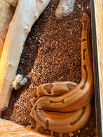 Hypo het Sharp albino Boa vrouw uit 2019, Dieren en Toebehoren, Reptielen en Amfibieën, Slang, 3 tot 6 jaar