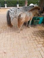 Shetlanders te koop, Meerdere dieren, Recreatiepony, Gechipt, 0 tot 2 jaar