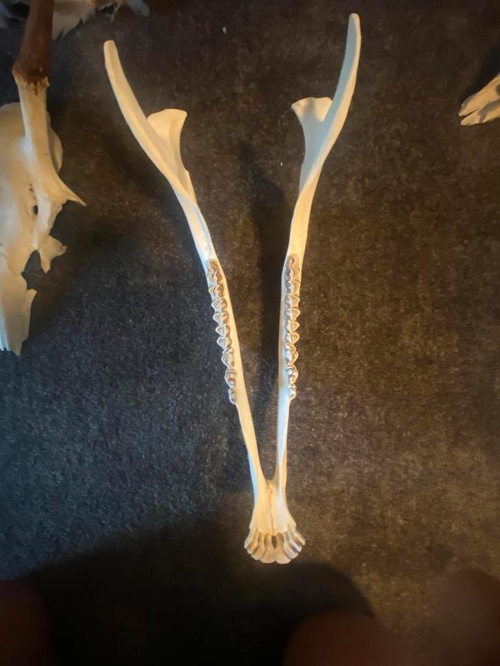 Onderkaak edelhert., Verzamelen, Dierenverzamelingen, Nieuw, Schedel, Wild dier, Verzenden